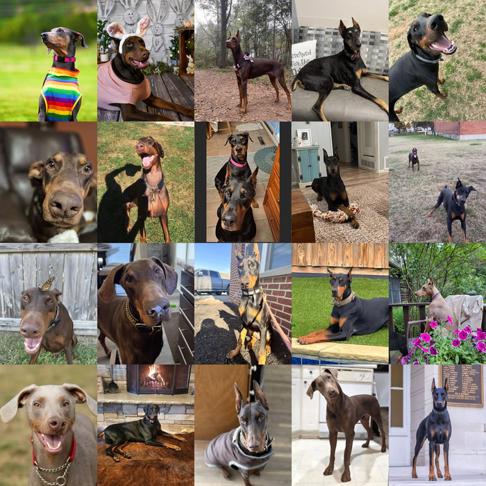 Meet Our Dogs of the Month — April