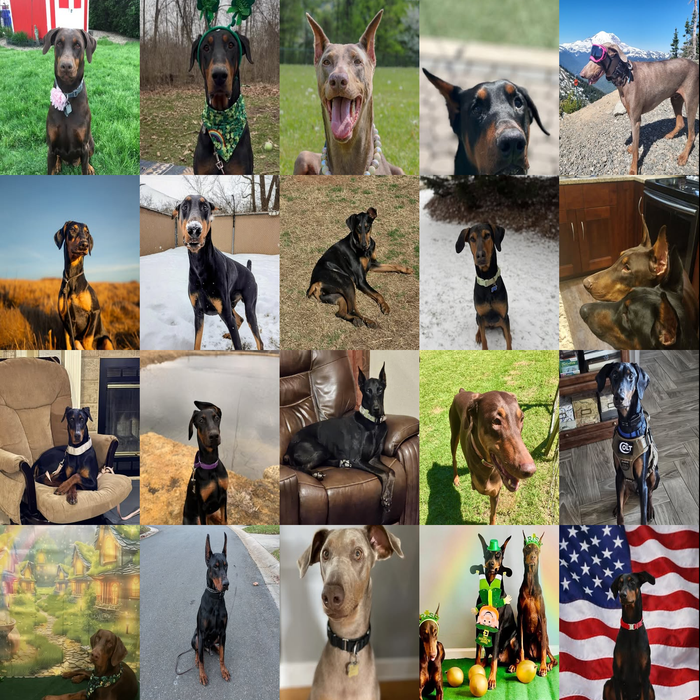 Meet Our Dogs of the Month — March