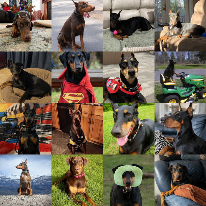 Meet Our Dogs of the Month — June