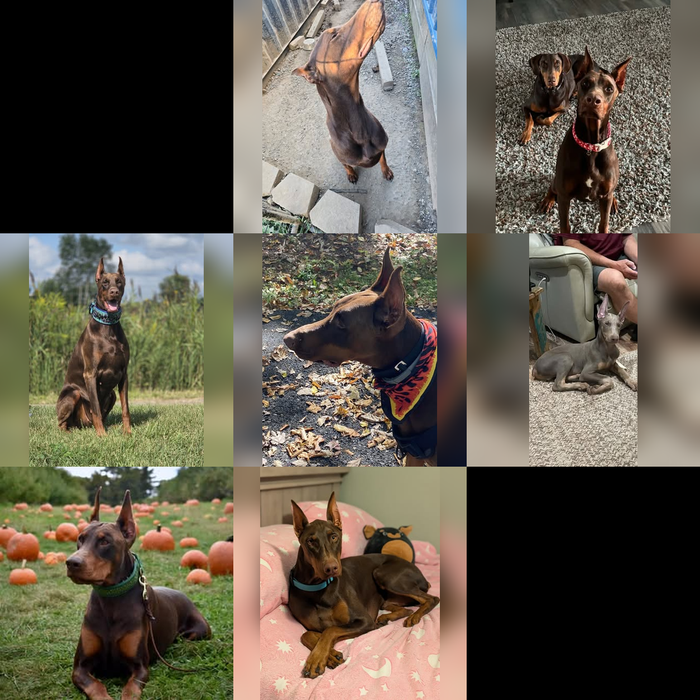 Meet Our Dogs of the Month — November 2026