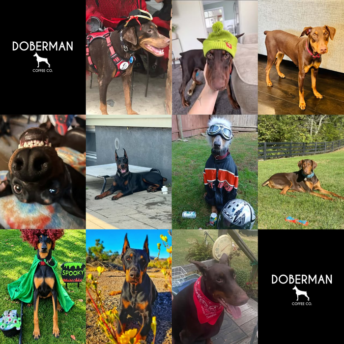 Meet Our Dogs of the Month — October 2026