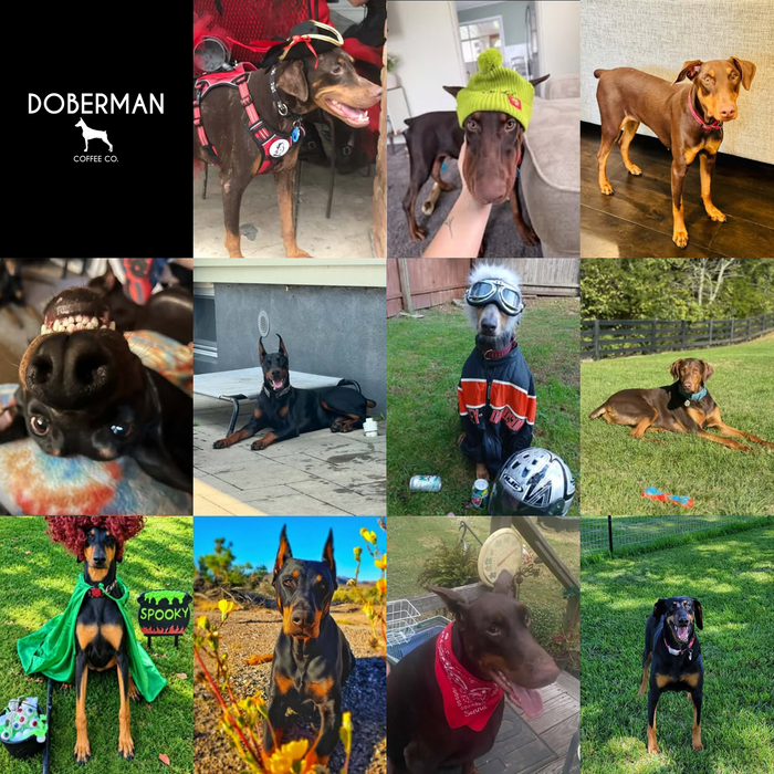 Meet Our Dogs of the Month — October 2026