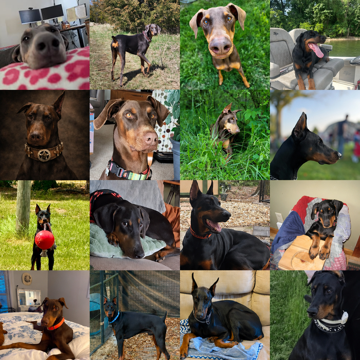 Meet Our Dogs of the Month — August 2026