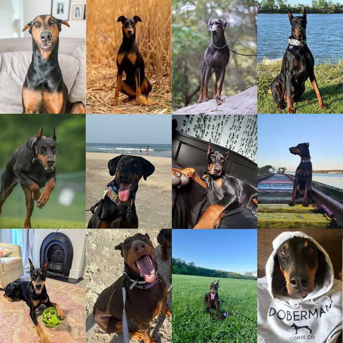 Meet Our Dogs of the Month — August