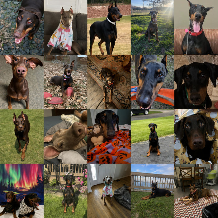 Meet Our Dogs of the Month — May