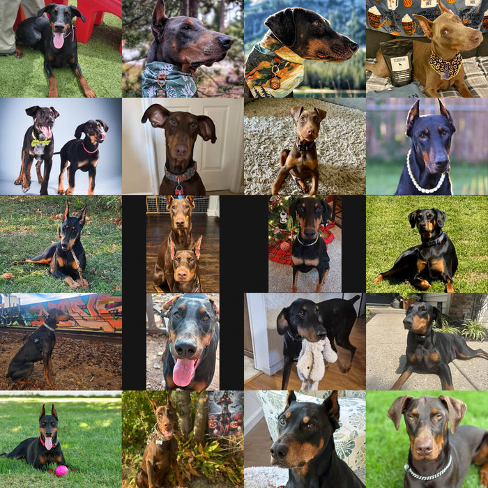 Meet Our Dogs of the Month — November