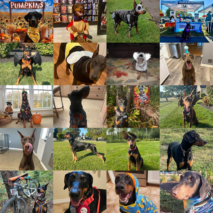 Meet Our Dogs of the Month — October