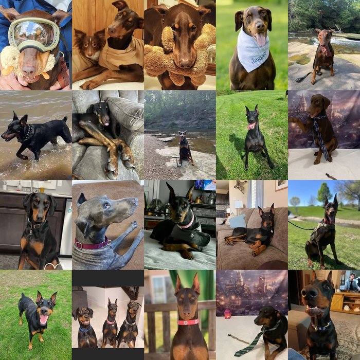 Meet Our Dogs of the Month — September 2026