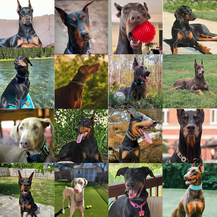 Meet Our Dogs of the Month — September