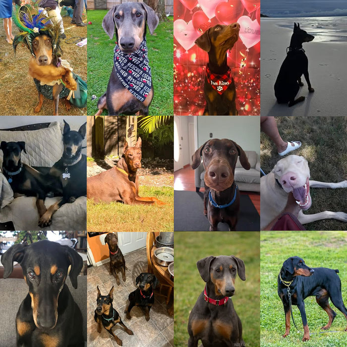 Meet Our Dogs of the Month — January/February